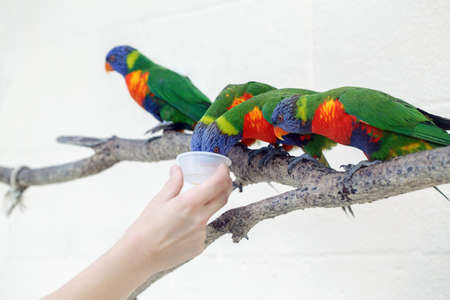 Person zoo worker feeding lorikeet parrots. Beautiful wild tropical animals birds sitting on tree branch and eating nectar. Beauty of wildlife nature.の写真素材