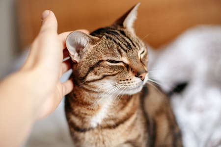 Man woman petting stroking tabby cat by hand. Relationship of owner and domestic feline animal pet. Adorable furry kitten friend enjoying caress. Friendship of human and cat.の写真素材