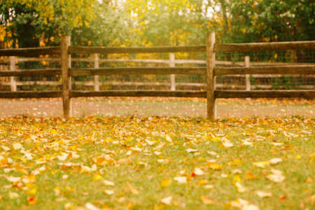 Abandoned empty autumn fall park forest with wooden fence. Natural autumnal foliage seasonal...