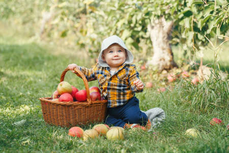 Happy child on farm picking apples in orchard. Portrait of cute adorable funny little baby boy in yellow clothes with wicker basket. Kid gathering autumn fall harvest. Seasonal activity hobby. の写真素材