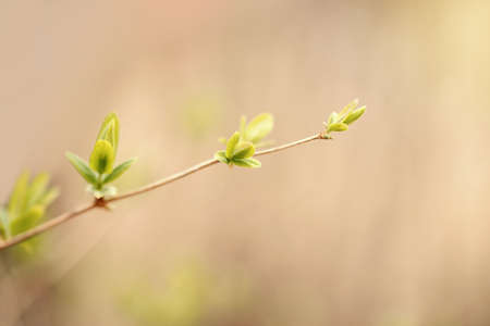 Beautiful natural spring tree sprouts background. Light green bush shrub branches with small fresh...