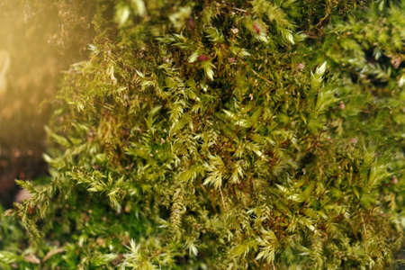 Closeup macro of beautiful green moss on old tree log. World Earth Day. Natural forest plant texture background. Micro green grass on tree. Save the planet nature environment concept. の写真素材