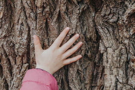 Closeup of child hand touching old tree. World Earth Day. Natural wooden texture background. Save the planet nature environment concept. Connection with mother nature.の写真素材