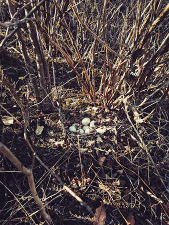 White eggs of wild duck lying in nest in forest. Wildlife bird habitat and new life. Home for fresh...