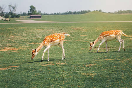Group of young fallow deer eating grazing grass on summer outdoor. Herd animals dama dama feeding consuming plant food on meadow. Wildlife beauty in nature. の写真素材