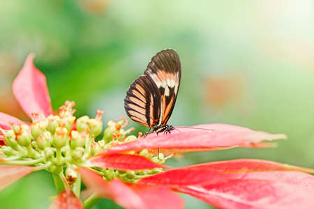 Closeup macro of  Heliconius melpomene butterfly. Wild red orange insect animal sitting on red flower in garden park outside. Common postman butterfly species in natural habitat.の写真素材
