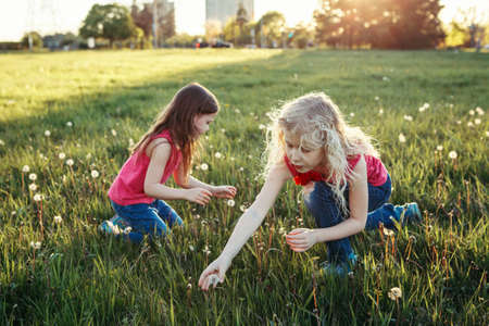 Cute adorable Caucasian girls picking dandelions. Kids sitting in grass on meadow. Outdoor fun summer seasonal children activity. Friends having fun together. Happy childhood lifestyle.の写真素材
