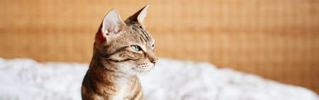 Beautiful pet cat sitting on bed in bedroom at home looking away. Relaxing fluffy hairy striped domestic animal with green eyes. Adorable furry kitten feline friend. Banner header for website.の写真素材