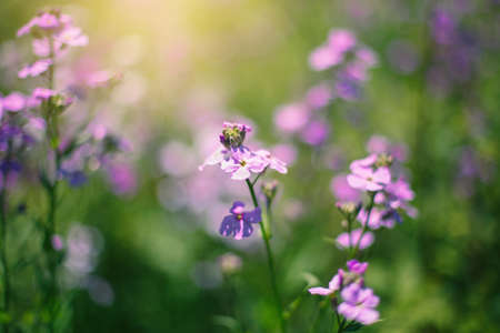 Beautiful purple violet dames rocket summer lilac or Hesperis matronalis flowers on faded blurry background. Magic organic floral natural theme backdrop. Amazing seasonal wallpaper.の写真素材