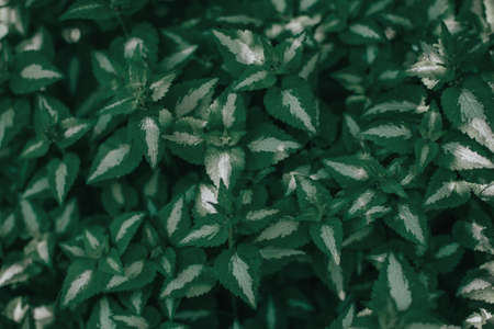 Beautiful green spotted deadnettle or Lamium maculatum flower background. Pretty artistic organic...