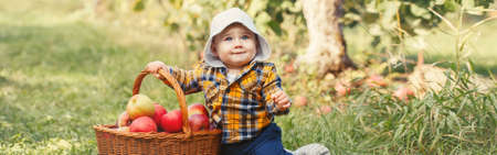 Happy child on farm picking apples in orchard. Cute adorable funny little baby boy in yellow clothes with wicker basket. Kid gathering autumn fall harvest. Web banner header for website.の写真素材