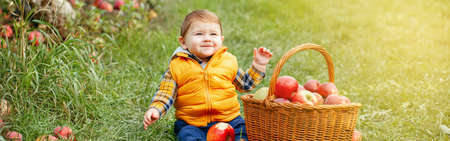 Happy child on farm picking apples in orchard. Cute funny little baby boy with wicker basket. Kid gathering autumn fall harvest. Seasonal activity hobby. Web banner header for website.の写真素材