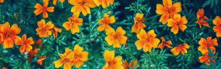 Beautiful yellow red marigold marietta flowers. Dark art moody floral. Natural eco environment organic background. Web banner header for website.の写真素材