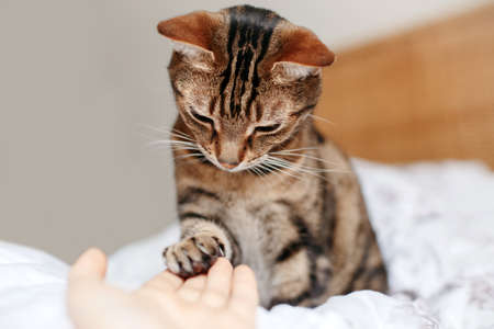 Man giving open empty hand palm to tabby cat. Woman touching cats paw as sign of support, compassion...