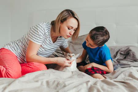 Caucasian mother and son petting oriental point-colored cat. Mom teaching child boy to stroke animal correctly gently. Domestic animal feline friend. Lifestyle candid authentic family moment.の写真素材