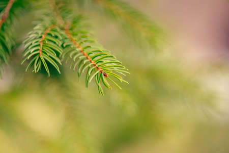 Beautiful natural spring tree background. Light green pine tree branches with small buds of brown pine cones. Pale light faded pastel tones. Seasonal forest nature backdrop wallpaper.の写真素材
