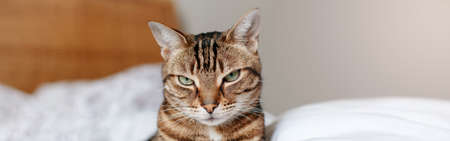 Beautiful pet cat sitting on bed at home looking at camera. Relaxing fluffy hairy striped domestic...