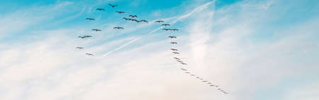 Large group flock of pelicans seagulls birds flying in blue sky on summer sunset. Web banner header for website. Toned with retro vintage hipster filters. Outdoor nature fauna.の写真素材