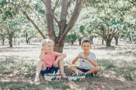 Cute adorable Caucasian children girl and boy picking eating berries on farm. Happy farmers friends gather seasonal cherry harvest  in countryside. Fun kids summer activity outdoor.の写真素材