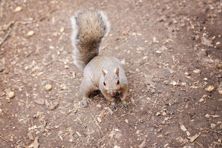 Grey fat squirrel sitting on ground in park outdoor. Animal wild squirrel in forest outside on...