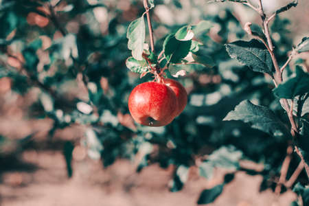 Beautiful ripe red apple on branch in orchard garden. Organic sweet fruit hanging on apple tree at farm. Eco natural background. Sunny summer or autumn fall day in countryside.の写真素材