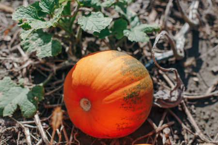 Autumn fall harvest. Cute small red organic pumpkin growing on farm. Red yellow ripe pumpkin lying...