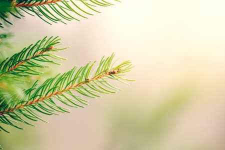 Christmas background. Beautiful natural fir tree branch. Light green pine tree branches with small...