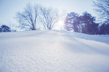 White snow winter landscape with trees background. Christmas holiday backdrop. Seasonal fresh white colour snow nature texture wallpaper. Crisp shiny ice frosty snow on sunny day outdoor.の写真素材