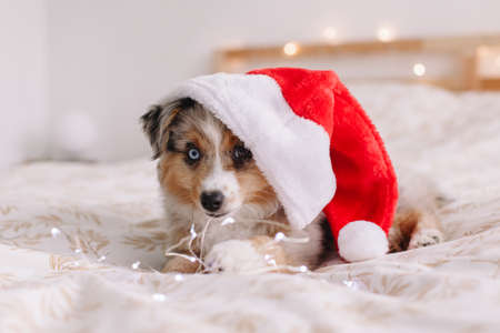 Cute small dog pet in Santa hat lying on bed at home. Christmas New Year holiday celebration. Adorable miniature Australian shepherd dog puppy with Christmas lights garland.の写真素材