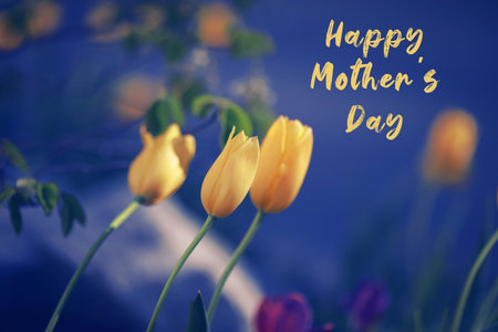 Happy mothers day. Holiday card with greeting text. Beautiful yellow tulip flowers on blue...
