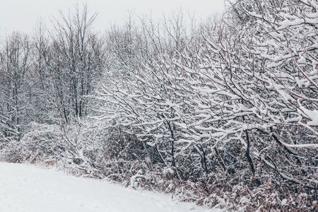 Beautiful winter landscape scene view. Christmas winter card. Trees  bushes under snow in park outdoor. Snow blizzard and snowfall. Beauty in nature. Idyllic conceptual abstract landscape.の写真素材