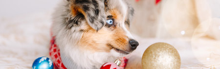 Cute little dog pet lying on bed at home with ornaments. Christmas New Year holiday celebration. Adorable miniature Australian shepherd dog puppy with Christmas toys. Web banner header.の写真素材