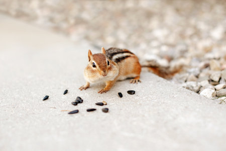 Cute small striped brown chipmunk eating sunflower seeds. Yellow ground squirrel chipmunk eating feeding grains and hiding stockpile them in cheek pouches. Wild animal in nature outdoor.の写真素材
