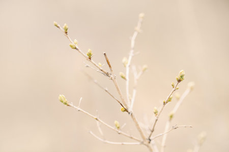 Beautiful natural spring tree sprouts background. Light green bush shrub branches with small fresh leaves buds. Pale light faded pastel tones. Seasonal forest nature backdrop wallpaper.の写真素材