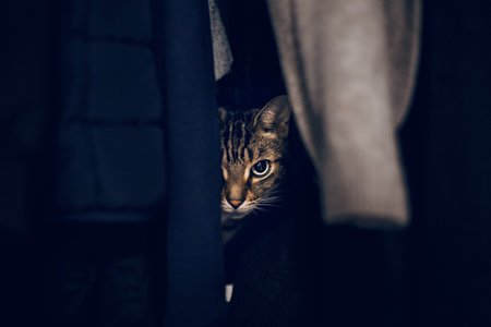 Funny scared tabby pet cat hiding in clothes at closet. Cute adorable surprised fluffy hairy striped domestic animal with green eyes sheltered in wardrobe. Adorable frightened kitten looking out.の写真素材