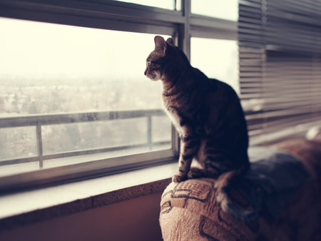 Cat sitting on couch sofa at home looking through window. Lonely domestic animal pet waiting for the owner. Kitten pet home alone.の写真素材