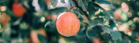 Beautiful ripe red apple on branch in orchard garden. Organic sweet fruit hanging on apple trees at farm. Sunny summer or autumn fall day in countryside outdoor. Web banner header.の写真素材