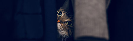 Funny scared tabby pet cat hiding in clothes at closet. Cute adorable surprised domestic animal with green eyes sheltered in wardrobe. Adorable furry kitten friend. Web banner header.の写真素材