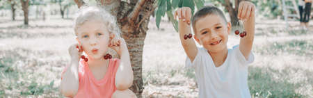 Caucasian children girl and boy picking eating berries on farm. Happy farmers friends gather seasonal cherry harvest  in countryside. Fun kids summer activity outdoor. Web banner header.の写真素材
