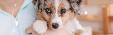 Closeup of cute adorable miniature Australian shepherd puppy. Pet owner holding animal dog on hands...