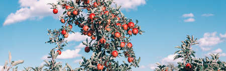 Ripe red apples on branches in orchard garden against blue sky. Organic sweet fruits hanging on...