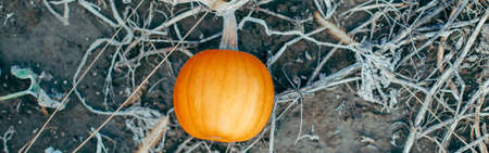 Autumn fall harvest. Cute small red organic pumpkin growing on farm. Red yellow ripe pumpkin lying on ground in garden outdoor. Natural eco background. Halloween Thanksgiving holiday.の写真素材