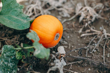 Autumn fall harvest. Halloween Thanksgiving holiday. Cute small red organic pumpkin growing on farm. Red yellow ripe pumpkin lying on ground in garden outdoors. Natural eco background.の写真素材
