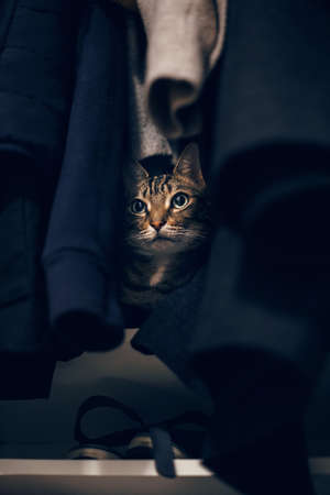 Funny scared tabby pet cat hiding in clothes at closet. Cute adorable surprised striped domestic animal with green eyes sheltered in wardrobe. Adorable frightened kitten looking outの写真素材