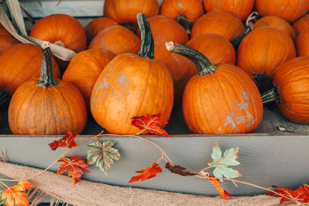 Thanksgiving and Halloween holiday preparations. Colorful pumpkins in baskets by store on farm. Autumn fall harvest. Store outdoor decoration. Multicolor fresh seasonal vegetables.の写真素材