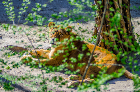 Lionessの写真素材