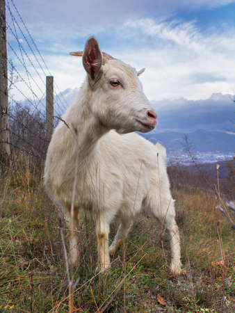 goat in the farmの写真素材