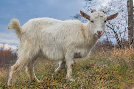 goat close up background.の写真素材