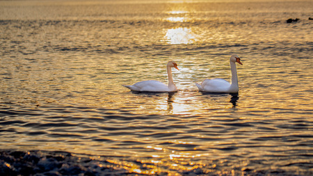 swans close up background.の写真素材