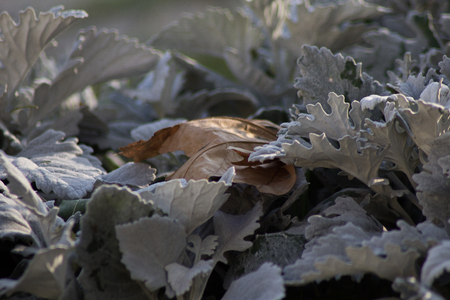 Dry Leaves background.の写真素材